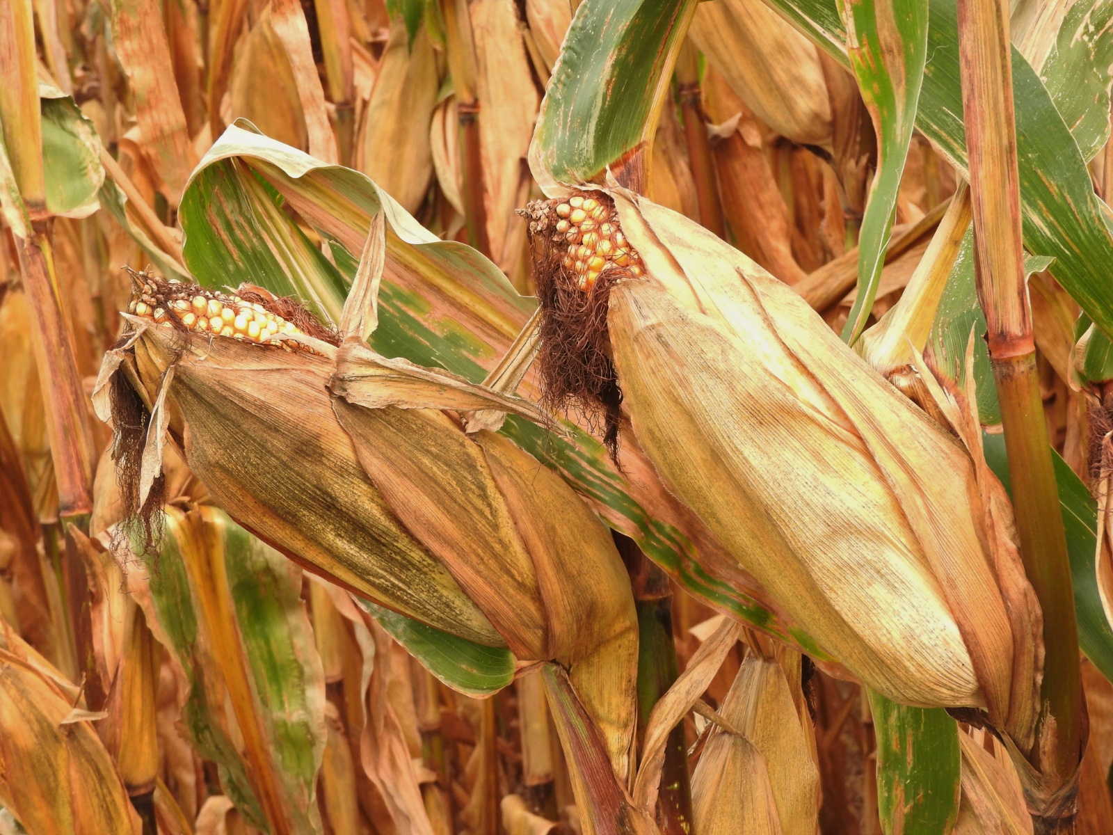 Late Fall Corn on the Cob